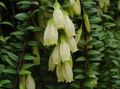 Photo Agapetes Hanging Plant description, characteristics and growing