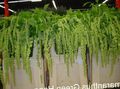Photo Amaranthus, Love-Lies-Bleeding, Kiwicha Herbaceous Plant description, characteristics and growing
