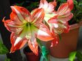 orange Indoor Flowers Amaryllis herbaceous plant, Hippeastrum Photo, cultivation and description, characteristics and growing