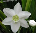 biely Kvetinové Kvety Amazon Ľalia trávovitý, Eucharis fotografie, pestovanie a popis, vlastnosti a pestovanie