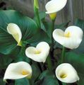 Photo Arum lily Herbaceous Plant description, characteristics and growing