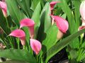 rosa Topfblumen Aronstab grasig, Zantedeschia Foto, Anbau und Beschreibung, Merkmale und wächst