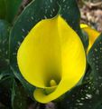 Photo Arum lily Herbaceous Plant description, characteristics and growing