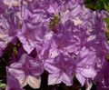 lilac Indoor Flowers Azaleas, Pinxterbloom shrub, Rhododendron Photo, cultivation and description, characteristics and growing