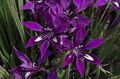 púrpura Flor Babuino, Raíz De Babuino herbáceas, Babiana Foto, cultivo y descripción, características y cultivación