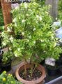 hvit Innendørs Blomster Bark Treet, Orange Jessamine busk, Murraya Bilde, dyrking og beskrivelse, kjennetegn og voksende