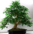 hvit Innendørs Blomster Bark Treet, Orange Jessamine busk, Murraya Bilde, dyrking og beskrivelse, kjennetegn og voksende