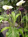Foto Fledermauskopf Lilie, Bat Blume, Teufel Blume Grasig Beschreibung, Merkmale und wächst