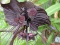 褐色 蝙蝠头百合，花蝙蝠，魔鬼花 草本植物, Tacca 照, 养殖 和 描述, 特点 和 成长