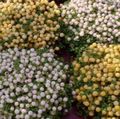bela Sobne Cvetje Noga Rastlina travnate, nertera fotografija, gojenje in opis, značilnosti in rast