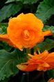 Photo Begonia Herbaceous Plant description, characteristics and growing