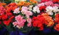 vaaleansininen Sisäilman Kukkia Begonia ruohokasvi kuva, muokkaus ja tuntomerkit, ominaisuudet ja viljely