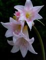 Photo Belladonna Lily, March Lily, Naked Lady Herbaceous Plant description, characteristics and growing