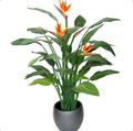 Photo Bird of paradise, Crane Flower, Stelitzia Herbaceous Plant description, characteristics and growing