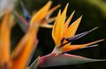 oranžna Bird Of Paradise, Žerjav Cvet, Stelitzia travnate, Strelitzia reginae fotografija, gojenje in opis, značilnosti in rast