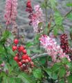 rosa Inomhus Blommor Bloodberry, Rouge Växt, Baby Peppar, Pigeonberry, Coralito buskar, Rivina Fil, uppodling och beskrivning, egenskaper och odling