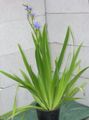 Photo Blue Corn lily Herbaceous Plant description, characteristics and growing