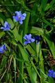 浅蓝 楼花 蓝玉米百合 草本植物, Aristea ecklonii 照, 养殖 和 描述, 特点 和 成长
