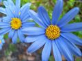 Foto Blaues Gänseblümchen- Grasig Beschreibung, Merkmale und wächst