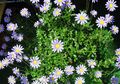 ljósblátt inni blóm Blár Daisy herbaceous planta, Felicia amelloides mynd, ræktun og lýsing, einkenni og vaxandi