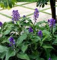 მუქი ლურჯი შიდა ყვავილები ლურჯი კოჭა ბალახოვანი მცენარე, Dichorisandra სურათი, გაშენების და აღწერა, მახასიათებლები და იზრდება