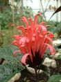 red Brazilian Plume, Flamingo Flower shrub, Jacobinia Photo, cultivation and description, characteristics and growing