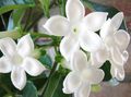 Photo Bridal Bouquet, Madagascar Jasmine, Wax flower, Chaplet flower, Floradora, Hawaiian Wedding flower Liana description, characteristics and growing