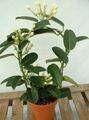 biały Pokojowe Kwiaty Stefanotisu liana, Stephanotis zdjęcie, uprawa i opis, charakterystyka i hodowla