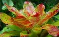 Photo Bromeliad Herbaceous Plant description, characteristics and growing