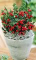 rouge des fleurs en pot Fragon des arbustes, Ruscus Photo, la culture du sol et la description, les caractéristiques et un cultivation