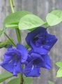 Photo Butterfly Pea Liana description, characteristics and growing