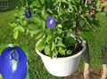 blau Topfblumen Butterfly Pea liane, Clitoria ternatea Foto, Anbau und Beschreibung, Merkmale und wächst