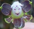 Foto Knopf Orchidee Grasig Beschreibung, Merkmale und wächst