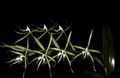 grøn Indendørs Blomster Knaphullet Orkidé urteagtige plante, Epidendrum Foto, dyrkning og beskrivelse, egenskaber og voksende