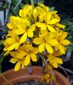 Photo Buttonhole Orchid Herbaceous Plant description, characteristics and growing