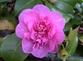 Photo Camellia Tree description, characteristics and growing