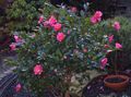 rosa Topfblumen Kamelie bäume, Camellia Foto, Anbau und Beschreibung, Merkmale und wächst