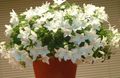 Photo Campanula, Bellflower Hanging Plant description, characteristics and growing