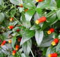 roșu Flori de Interior Bomboane De Viță De Vie De Porumb, Plante Firecracker liană, Manettia fotografie, cultivare și descriere, caracteristici și în creștere