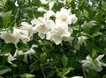 valge Sise Lilled Keep Jasmiin põõsas, Gardenia Foto, kultiveerimine ja kirjeldus, omadused ja kasvav