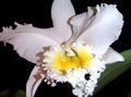Photo Cattleya Orchid Herbaceous Plant description, characteristics and growing