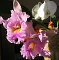 pink Indoor Flowers Cattleya Orchid herbaceous plant Photo, cultivation and description, characteristics and growing