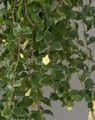 branco Flores Internas Central American Bellflower pendurado planta, Codonanthe foto, cultivo e descrição, características e crescente