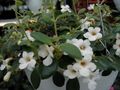 ホワイト 室内の花 中米桔梗 ハンギングプラント, Codonanthe フォト, 栽培 と 説明, 特性 と 成長