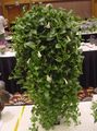 wit Huis Bloemen Midden-Amerikaanse Bellflower opknoping planten, Codonanthe foto, teelt en beschrijving, karakteristieken en groeiend