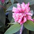 růžový Pokojové Květiny Cestrum křoví fotografie, kultivace a popis, charakteristiky a pěstování