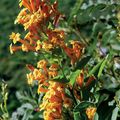 orange des fleurs en pot Cestrum des arbustes Photo, la culture du sol et la description, les caractéristiques et un cultivation