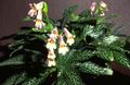 Photo Chirita Herbaceous Plant description, characteristics and growing