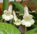 Photo Chirita Herbaceous Plant description, characteristics and growing
