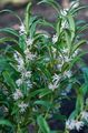 bijela Sobne cvijeće Božić Kutija, Slatka Kutija grmovi, Sarcococca Foto, uzgajanje i opis, karakteristike i uzgoj